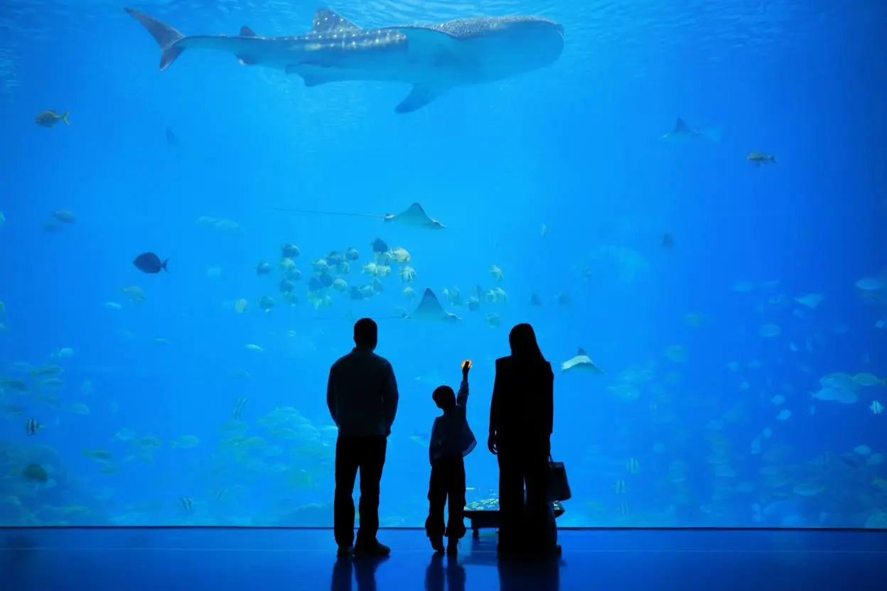 After AI crowd removal clears aquarium window foreground while preserving background water texture