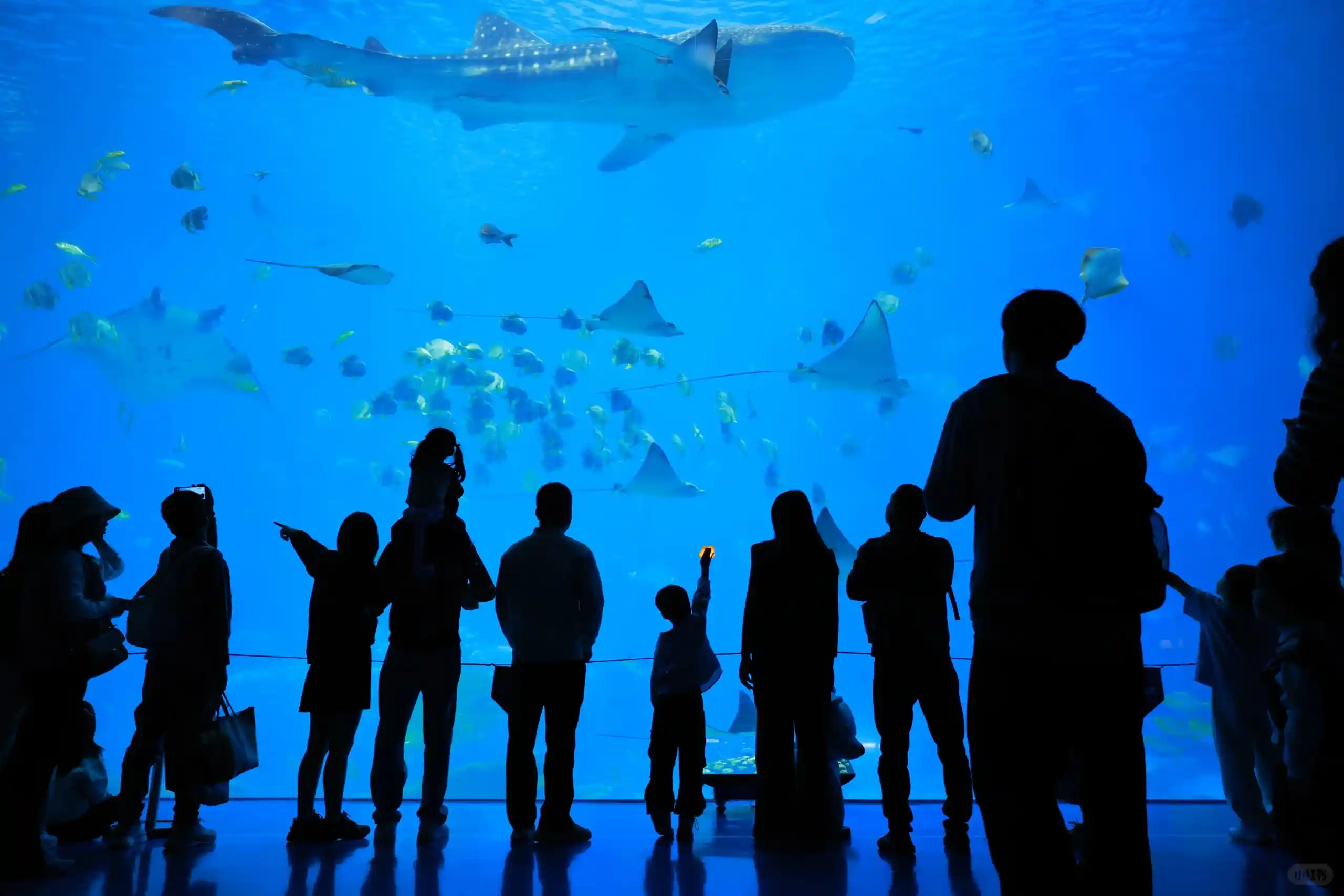 Before removing heavy tourist crowd occlusion at an aquarium viewing window photo spot